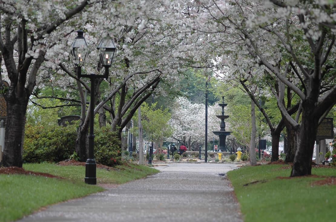 This is a picture of the cherry blossom trees that line the park in downtown Macon, Georgia.